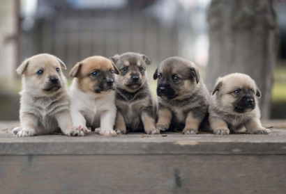 Zbierka na pomoc pre útulok OZ Hafkáči