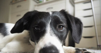 Pomoc pre Hafkáčov