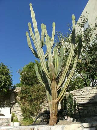 Ľuboslava Pacúchová  -  Kaktus